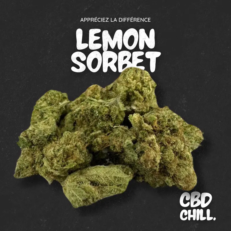 LEMON SORBET Small Bud
