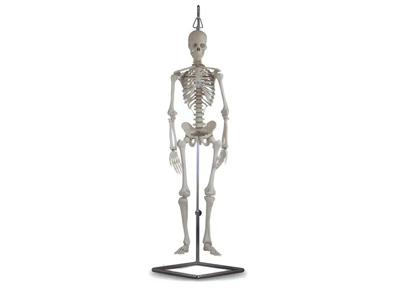 Mini Squelette Humain 80 cm échelle 1/2