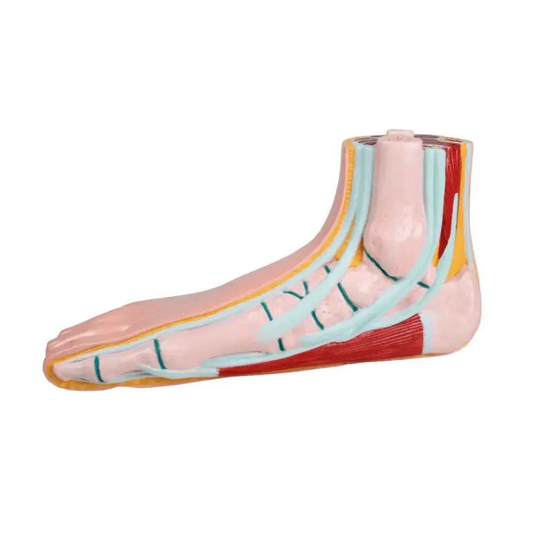Modèle de pied plat - Ruck