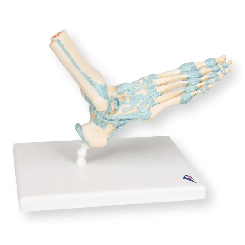 Modèle de squelette du pied avec ligaments
