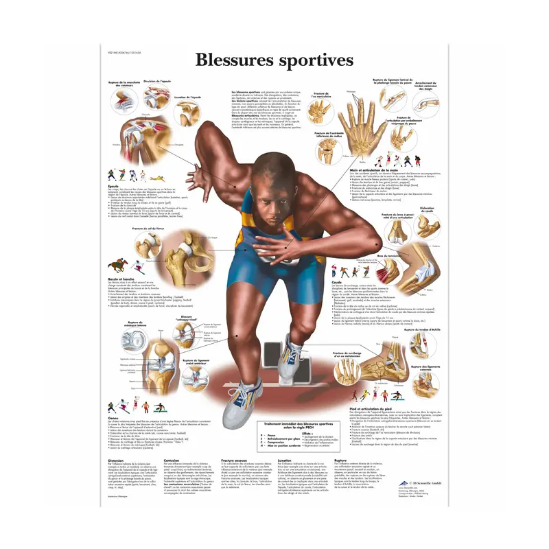 Planche anatomique - Blessures sportives
