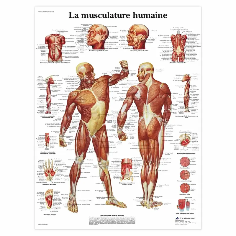 Planche anatomique - La musculature - Anatomie et pathologie