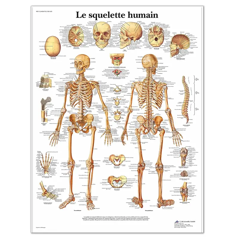 Planche anatomique - Le squelette humain - Anatomie et pathologie