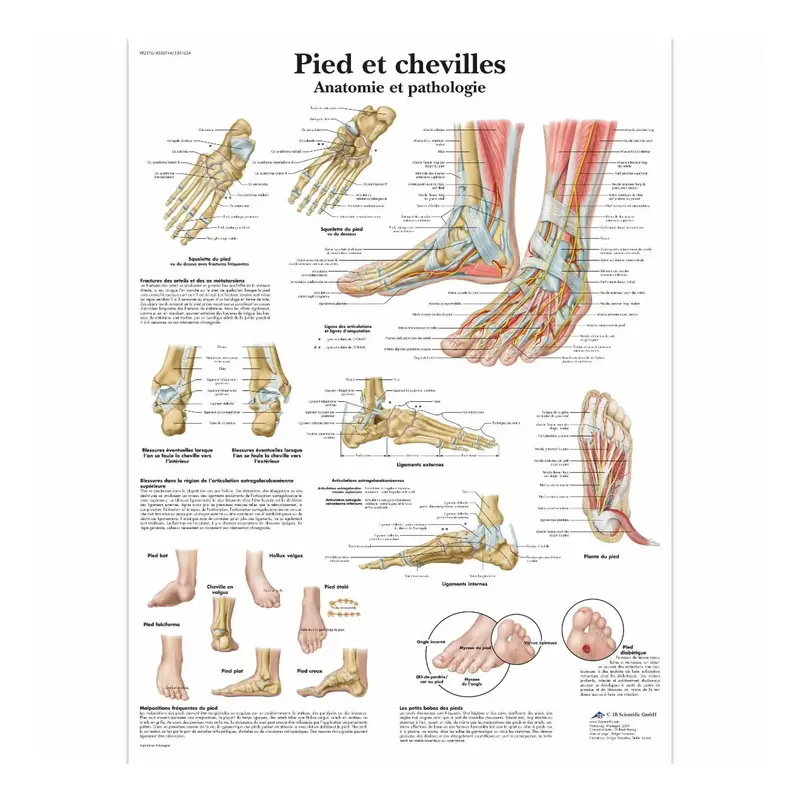 Planche anatomique - Pied et chevilles - Anatomie et pathologie