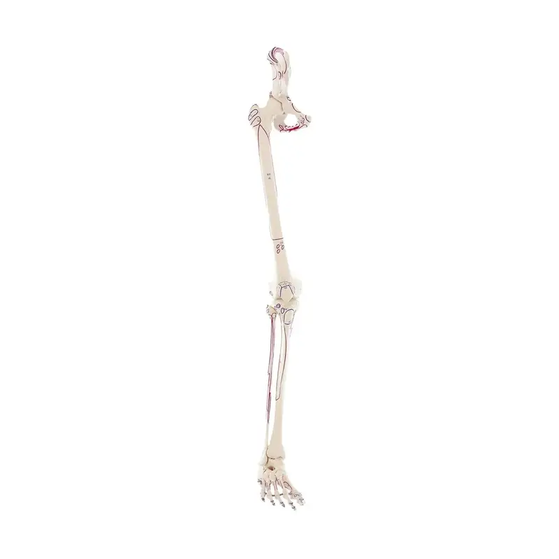 Squelette de la jambe avec moitié du bassin + Muscles dessinés