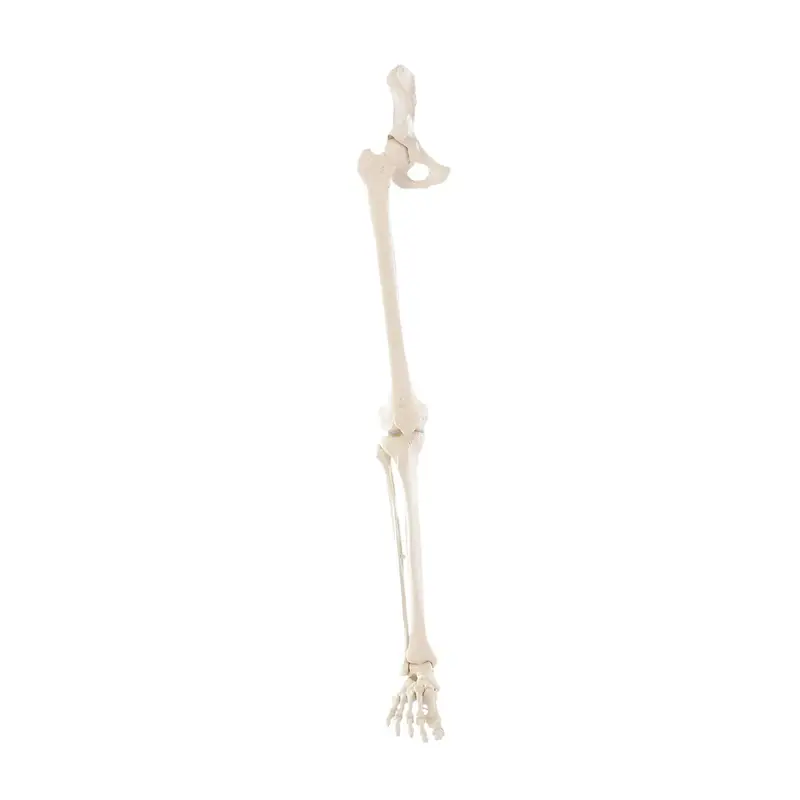 Squelette de la jambe avec moitié du bassin