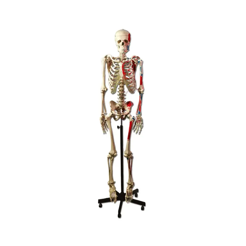 Squelette humain grandeur nature 170 cm avec muscles sur côté gauche